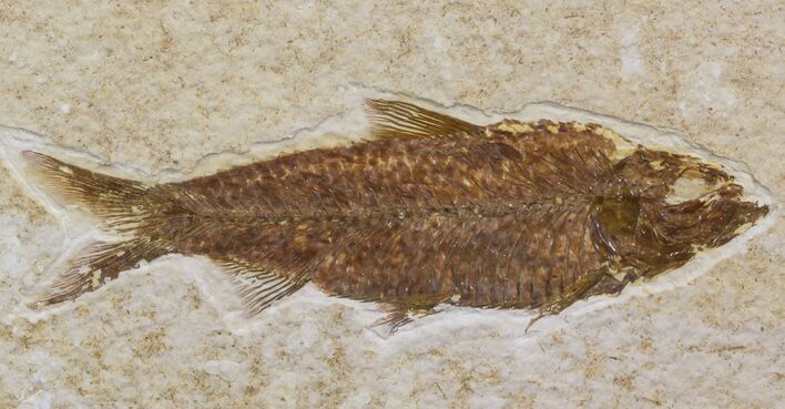Bargain Knightia Fossil Fish - Wyoming #41138
